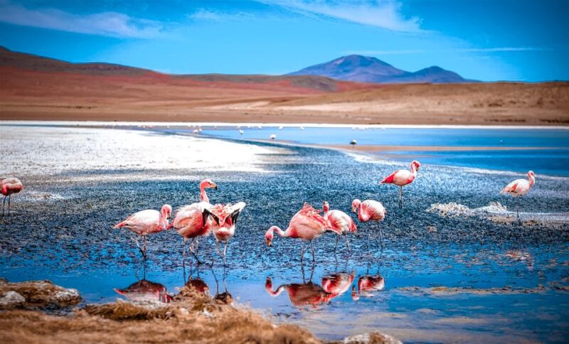 From La Paz: 4-Day Trip to San Pedro De Atacama W/Salt Flats - Inclusions