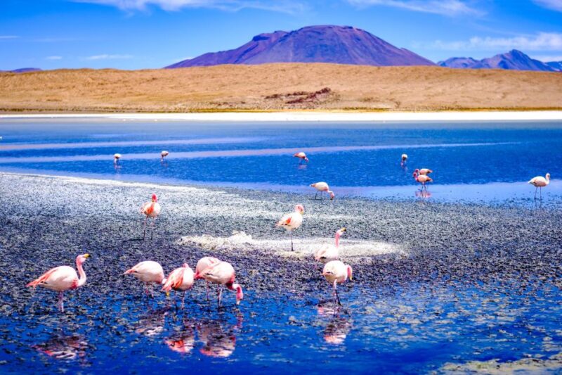 From La Paz: 4-Day Trip to San Pedro De Atacama W/Salt Flats - Customer Reviews