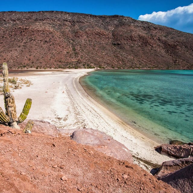 From La Paz: All-inclusive Espíritu Santo Island Tour - Seafood Picnic on the Beach