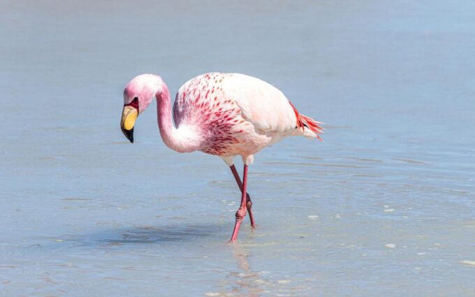 From La Paz: Bolivia and Uyuni Salt Flats in 5 Days/4 Nights - Photography Opportunities
