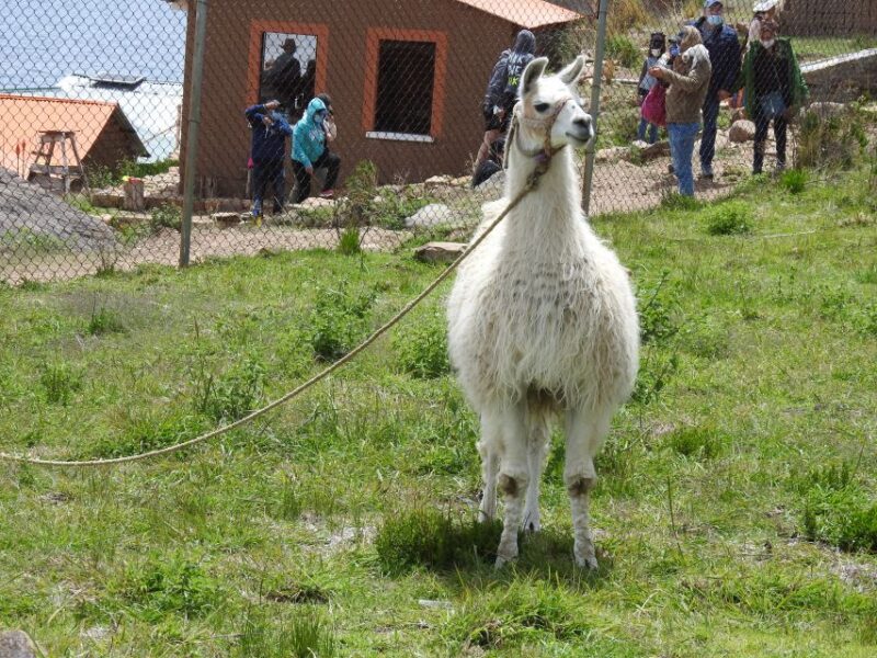 From La Paz: Lake Titicaca & Copacabana Day Trip With Lunch - Inclusions and Exclusions