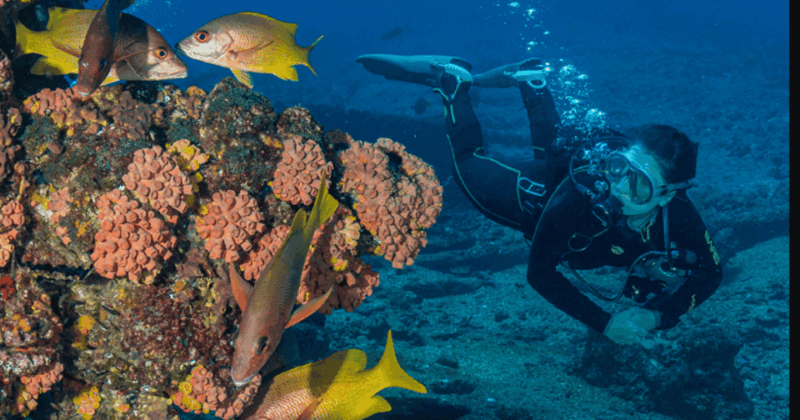 From La Paz: Scuba Diving 2 Tank Dive/3 Tank Dive - Booking Information