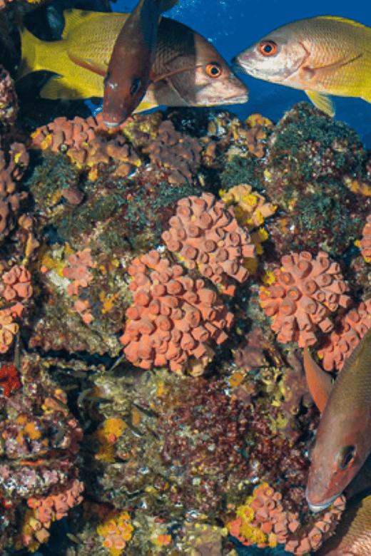 From La Paz: Scuba Diving 2 Tank Dive/3 Tank Dive - Inclusions and Add-Ons
