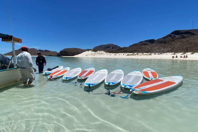From La Paz: Sea Lions & Paddleboard Tour in Balandra - Wildlife Viewing