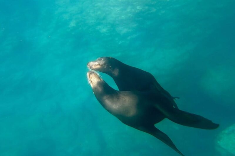 From La Paz: Sea Lions & Paddleboard Tour in Espiritu Santo - Snorkeling Experience