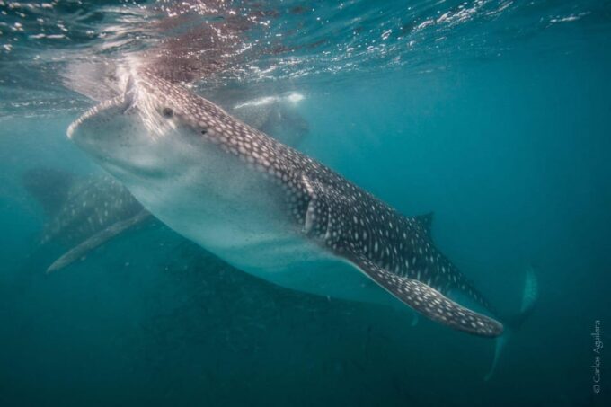 From La Paz: Sea Lions & Paddleboard Tour in Espiritu Santo - Frequently Asked Questions