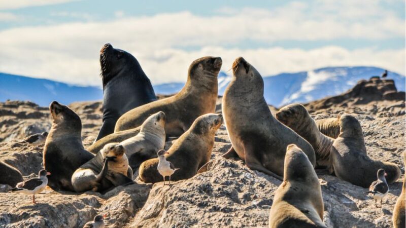 From La Paz: Swim With Sea Lions & Espíritu Santo Boat Tour - Key Points
