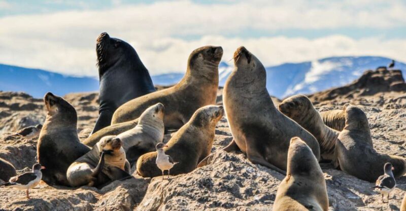From La Paz: Swim With Sea Lions & Espíritu Santo Boat Tour - Duration and Pricing