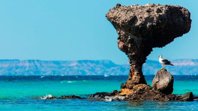 From La Paz: Swim With Sea Lions & Espíritu Santo Boat Tour - Group Size and Languages