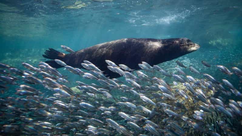 From La Paz: Whale Shark & Sea Lions Tour - Itinerary Highlights