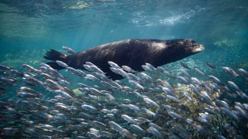 From La Paz: Whale Shark & Sea Lions Tour - Marine Life Encounter