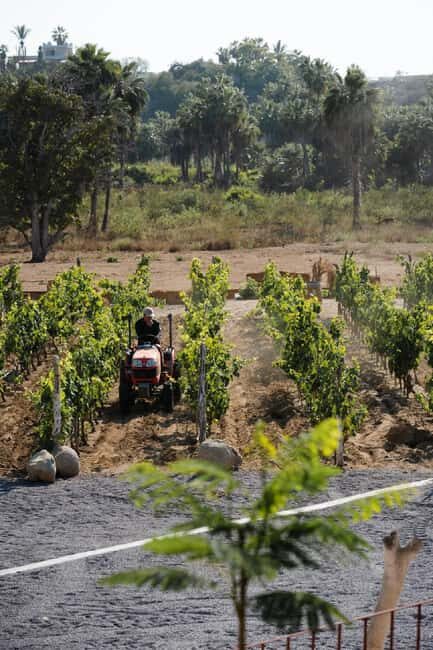 From La Playa: Vineyard Tour w/ Tasting & Todos Santos Stop - Relaxing in the Garden