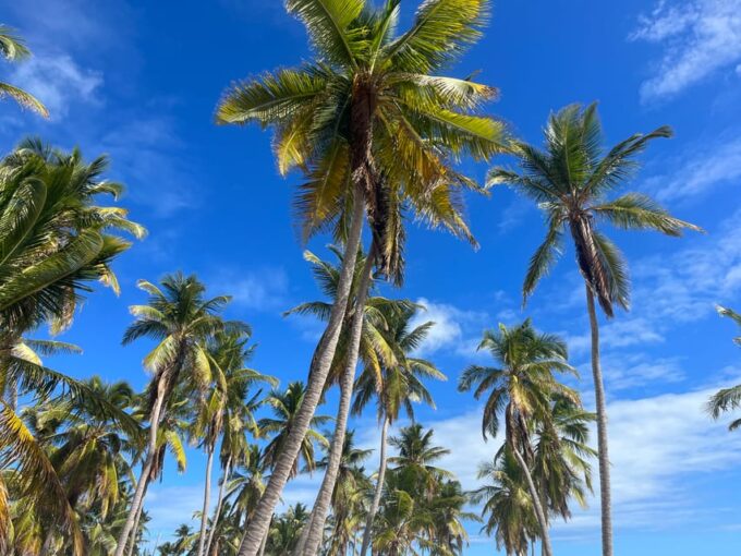From La Romana: Saona Island for Carnival Cruises Passengers - Optional Photograph Service and Lobster