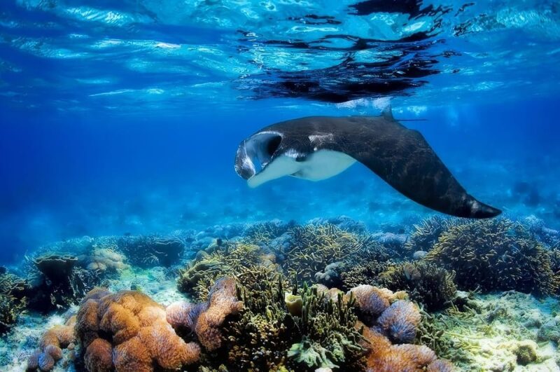 From Labuan Bajo: Day Tour of Komodo Island With Snorkeling - Key Points