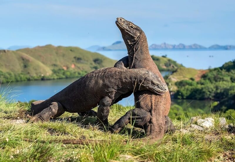 From Labuan Bajo: Day Tour of Komodo Island With Snorkeling - Inclusions and Exclusions