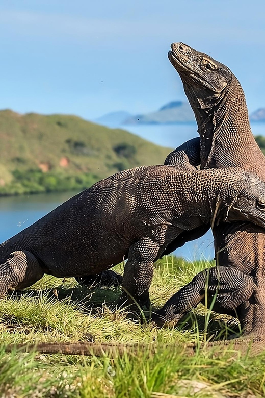 From Labuan Bajo: Day Tour of Komodo Island With Snorkeling - Customer Reviews