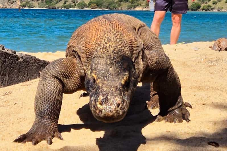 From Labuan Bajo: Dragons Tour & Island Hopping With All Fee - Itinerary Highlights