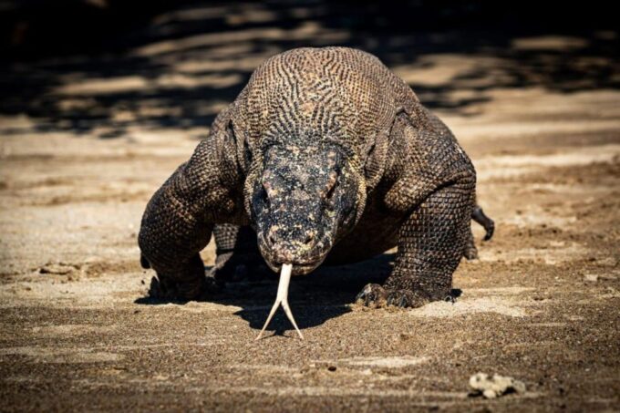 From Labuan Bajo Explore Komodo Dragon Island - Suitable Participants