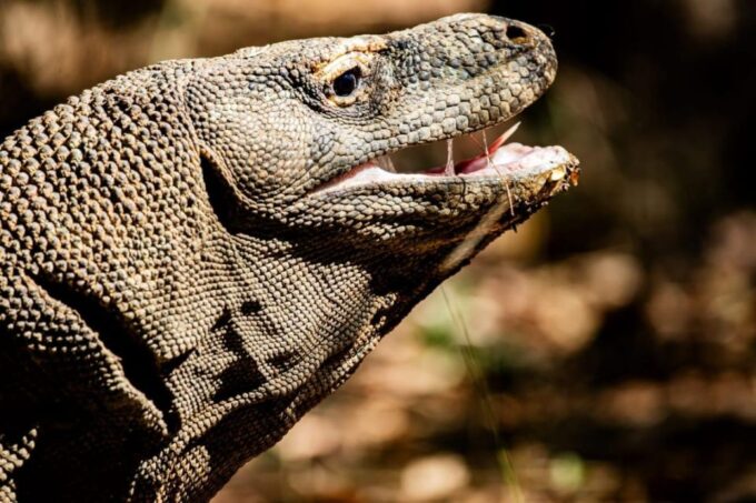 From Labuan Bajo Explore Komodo Dragon Island - Frequently Asked Questions