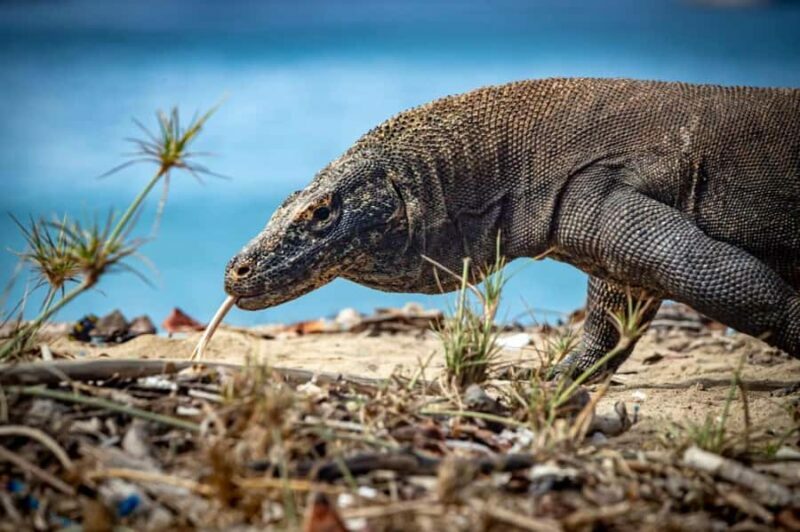 From Labuan Bajo Explore komodo island & Snorkeling - Practicalities: Transportation, Timing, and Group Size