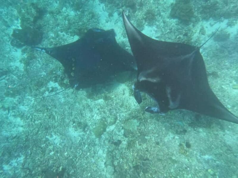From Labuan Bajo Explore komodo island & Snorkeling - FAQs