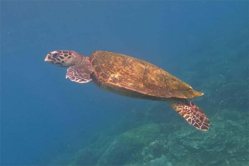 From Labuan Bajo: Komodo Dragons and Island Hop with All Fee - Key Points