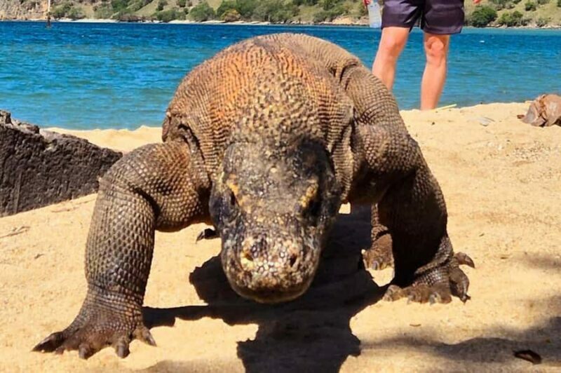 From Labuan Bajo: Komodo Dragons and Island Hop with All Fee - A Full Breakdown of the Tour Experience