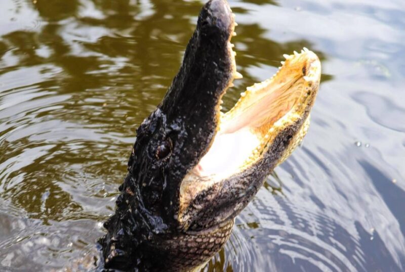 From Lafitte: Swamp Tours South of New Orleans by Airboat - Key Points