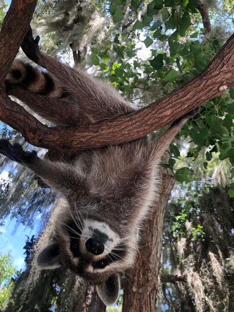 From Lafitte: Swamp Tours South of New Orleans by Airboat - Important Restrictions