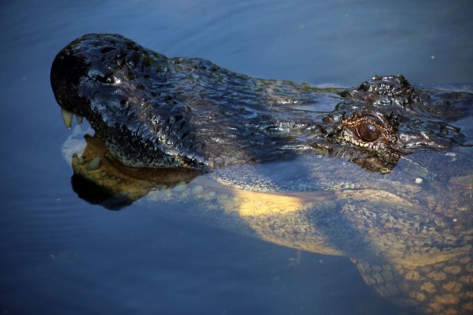From Lafitte: Swamp Tours South of New Orleans by Airboat - Customer Feedback