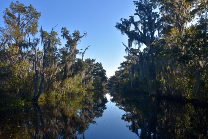 From Lafitte: Swamp Tours South of New Orleans by Airboat - Ratings and Reviews