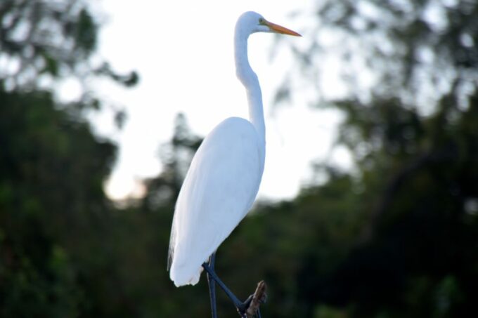 From Lafitte: Swamp Tours South of New Orleans by Airboat - Frequently Asked Questions