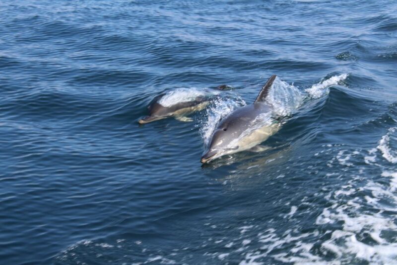 From Lagos: Dolphin Watching Boat Trip - Pricing and Booking