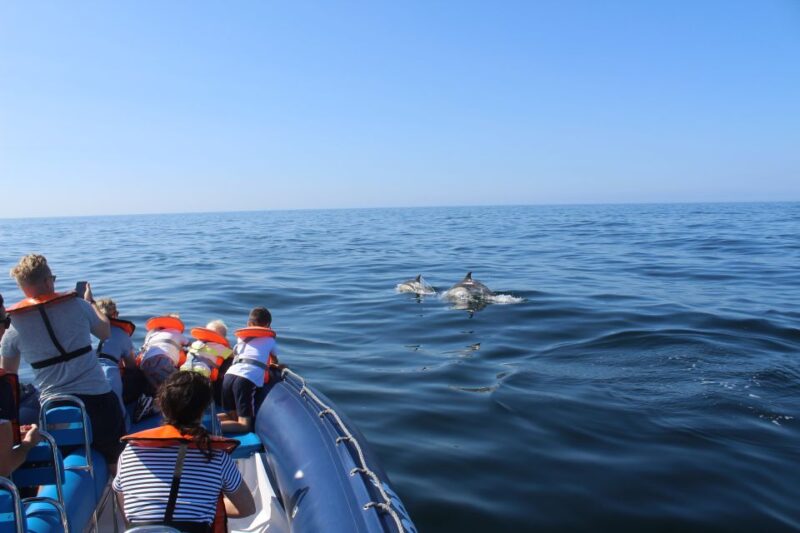 From Lagos: Dolphin Watching Boat Trip - Experience Highlights