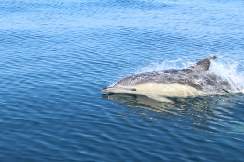 From Lagos: Dolphin Watching Boat Trip - Meeting Point and Logistics