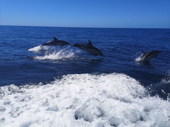 From Lagos: Dolphin Watching Boat Trip - Customer Feedback