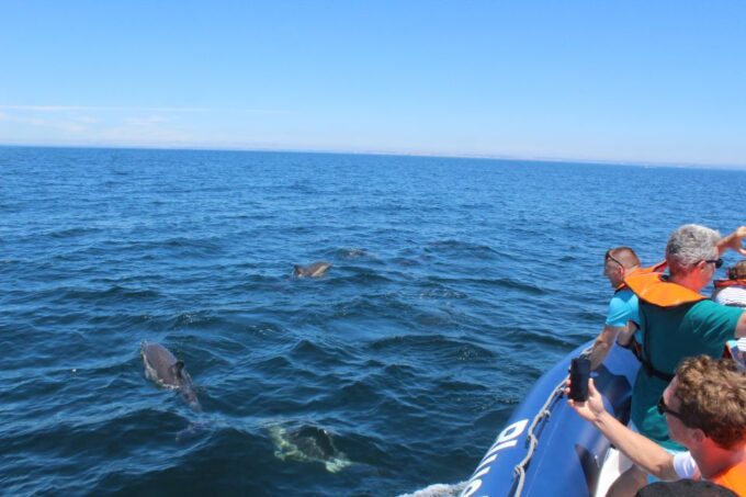From Lagos: Dolphin Watching Boat Trip - What to Expect