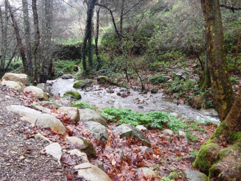 From Lagos: Monchique Guided Forest Walk W/Medronho Tasting - Itinerary Details