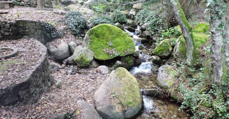 From Lagos: Monchique Guided Forest Walk W/Medronho Tasting - Participant Requirements