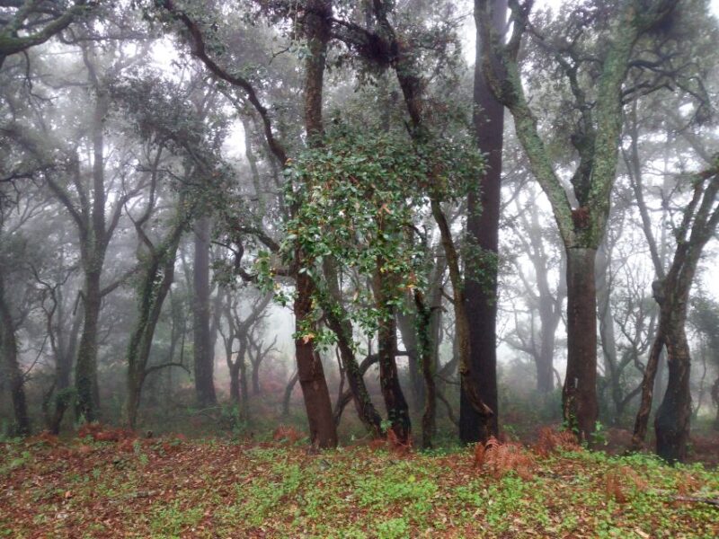 From Lagos: Monchique Guided Forest Walk W/Medronho Tasting - Included Amenities