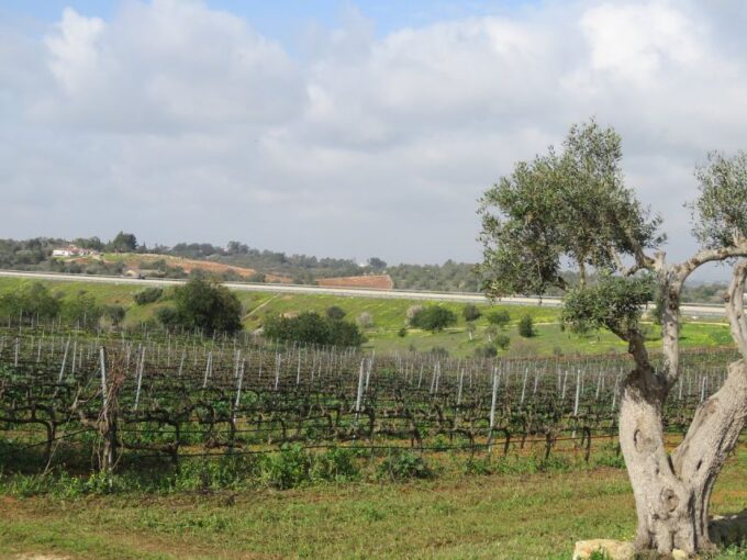 From Lagos: Private Algarve Wineries Tour With Tastings - Important Information