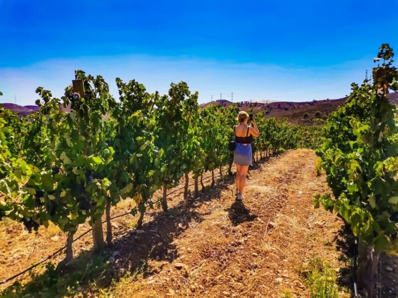 From Lagos: Small-Group 4-Hour Wine Tasting Tour - Wine Tasting Experience