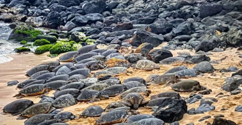 From Lahaina, Maui: Road to Hana Tour - Participant Information