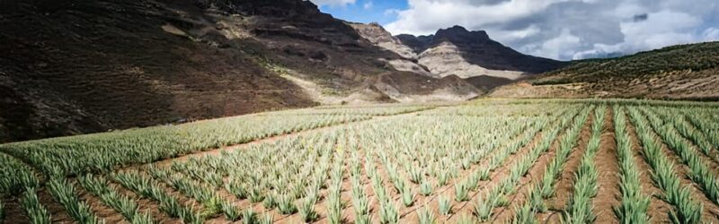 From Las Palmas/Maspalomas: Fataga, Aloe Vera Farm, and Puerto De Mogán. - Itinerary Highlights