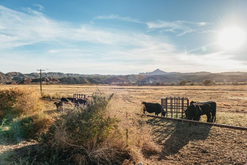 From Las Vegas: Desert Sunset Horseback Ride With BBQ Dinner - Important Information and Safety