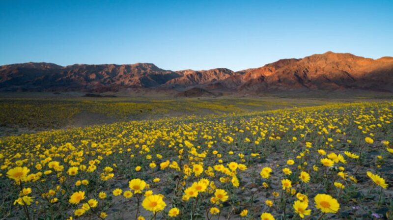 From Las Vegas: Full Day Death Valley Group Tour - Customer Reviews