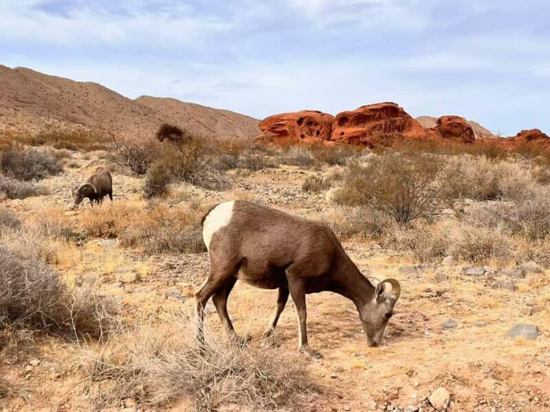 From Las Vegas: Valley of Fire State Park Guided Day Tour - Why This Tour Is Worth Considering