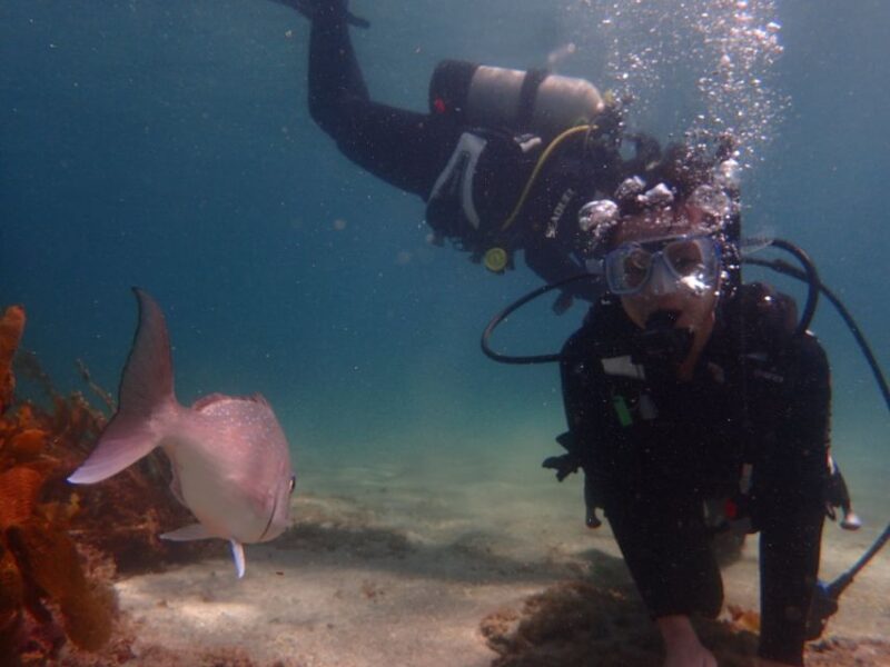 From Leigh: Goat Island Try Scuba Diving Experience - Activity Details