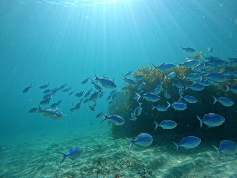 From Leigh: Goat Island Try Scuba Diving Experience - Important Information