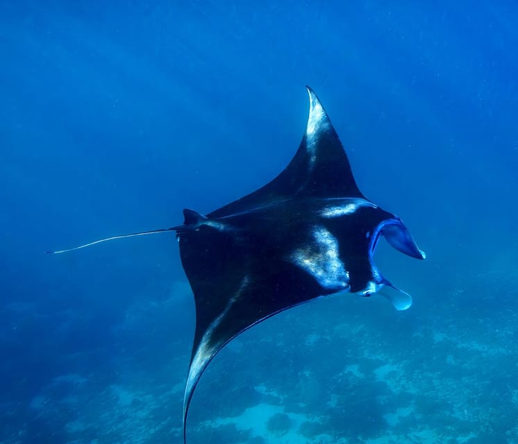 From Lembongan: 1-Day Nusa Penida Snorkeling + Private Boat - Key Points
